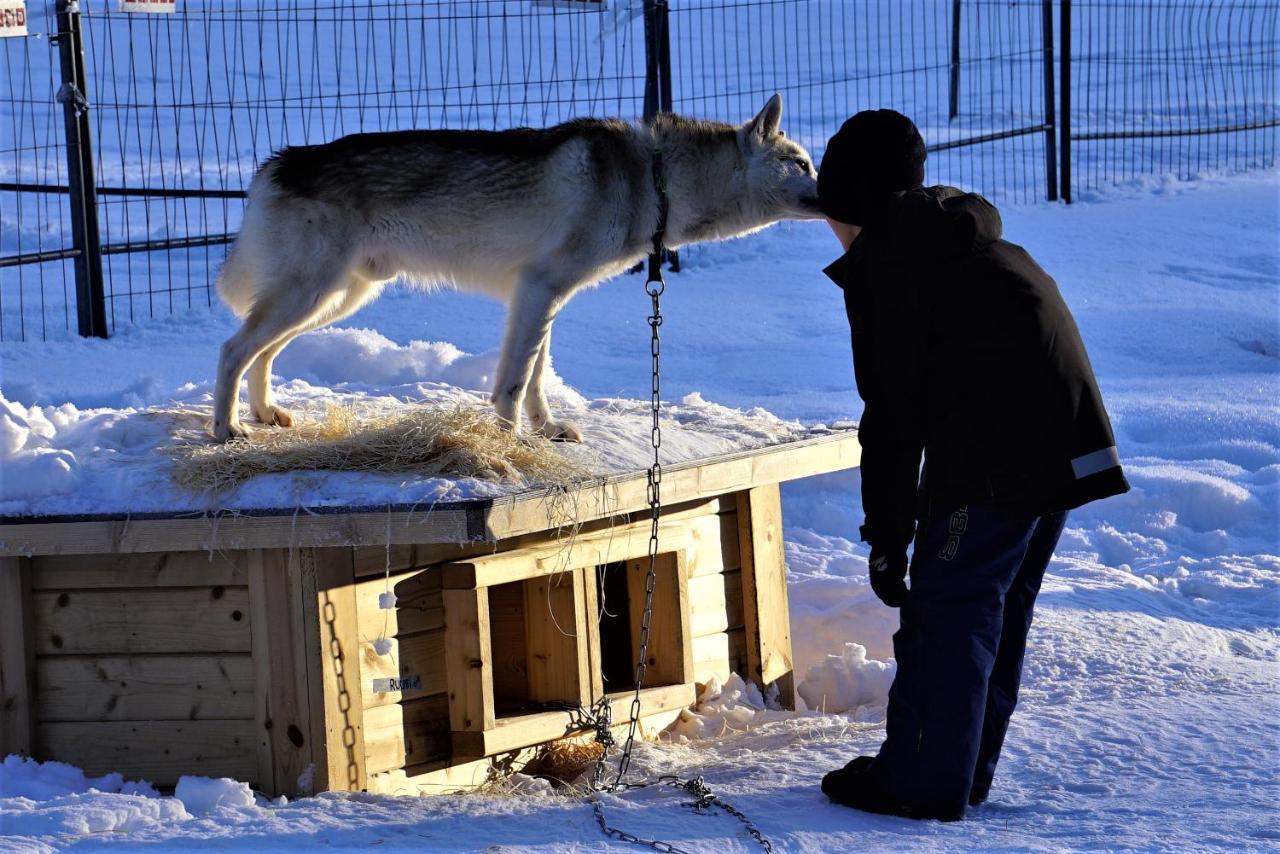 Resort Old Pine Husky *