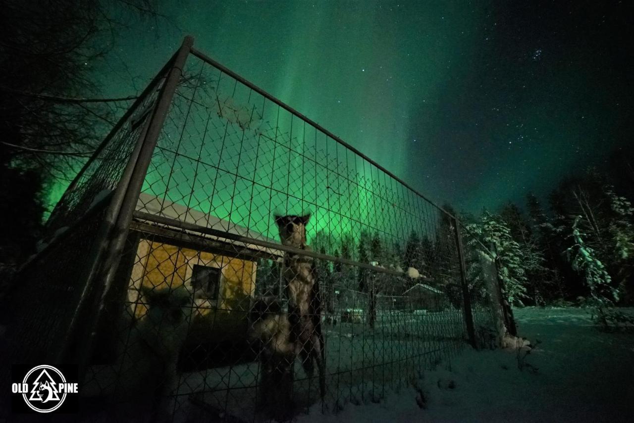 Old Pine Husky * Sompujarvi
