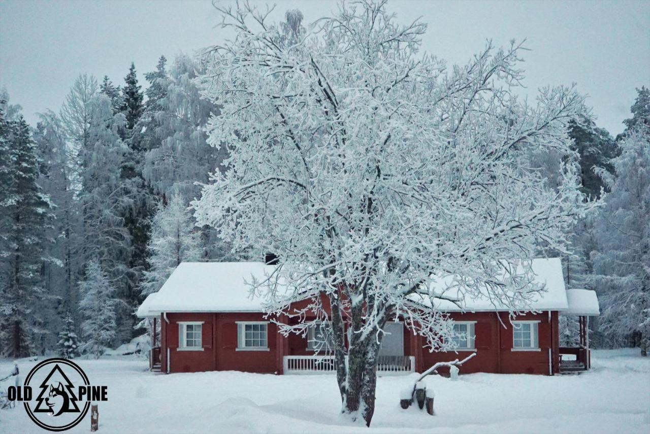 Old Pine Husky Resort *