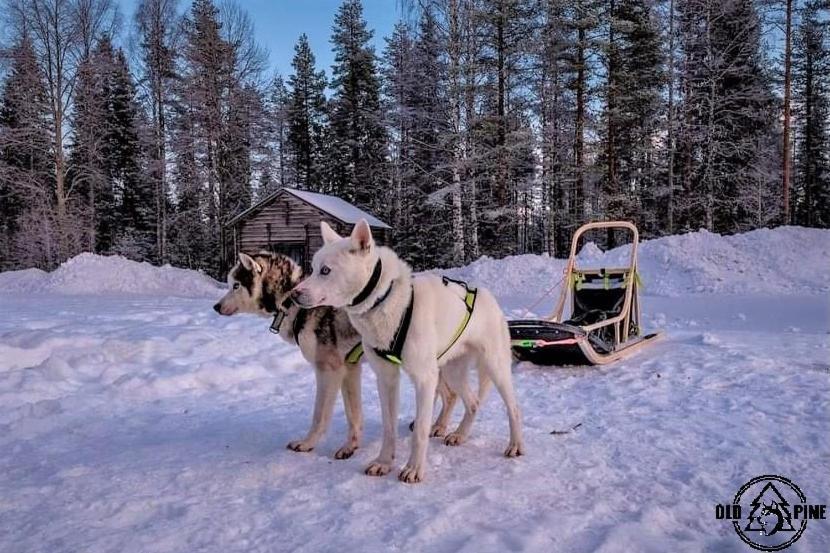 Resort Old Pine Husky