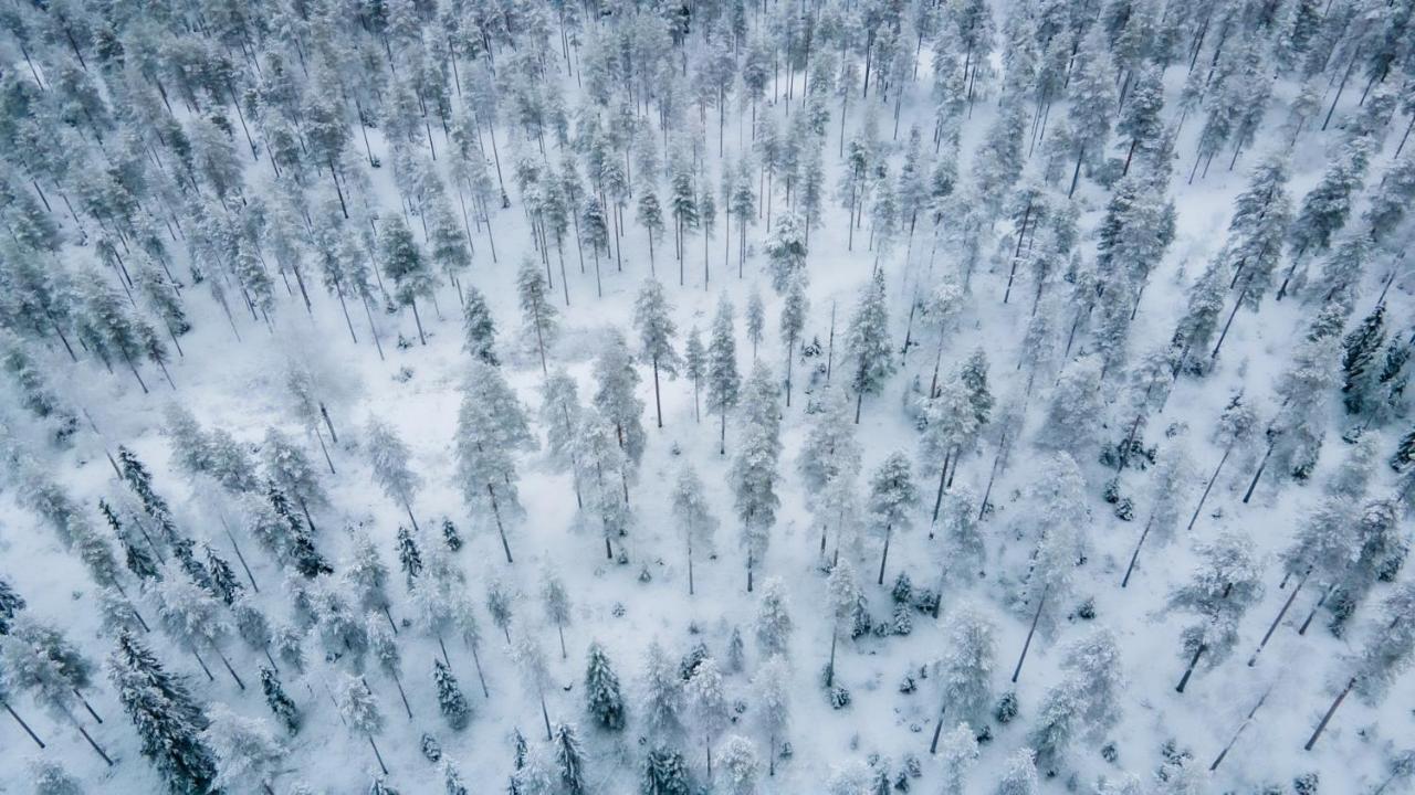Old Pine Husky Sompujarvi