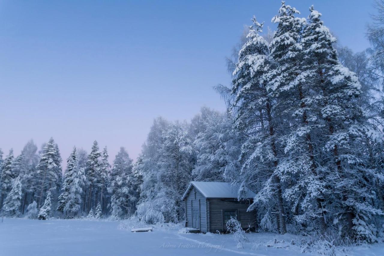 Old Pine Husky Sompujarvi