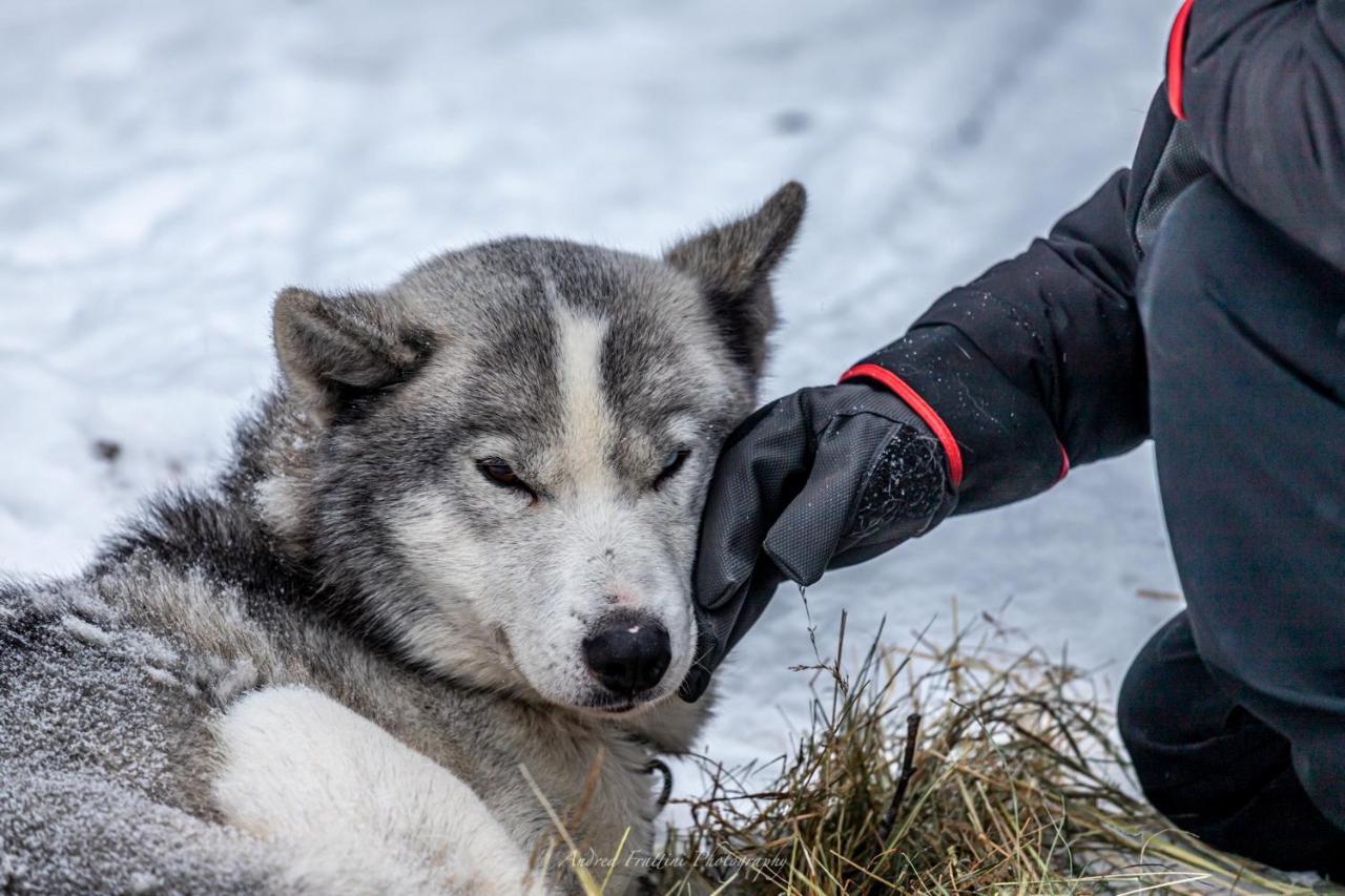 Resort Old Pine Husky *