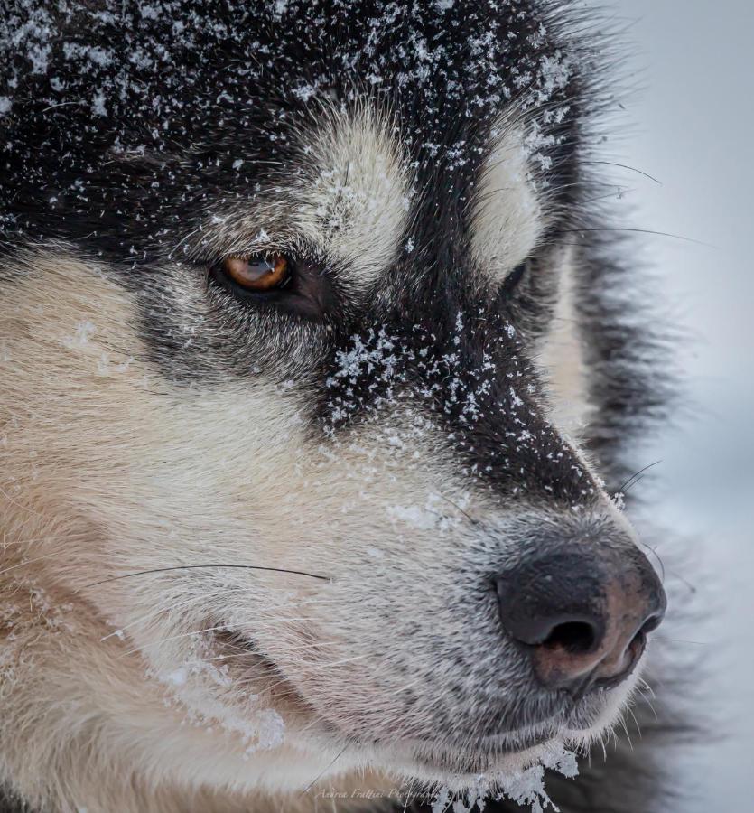 Resort Old Pine Husky *