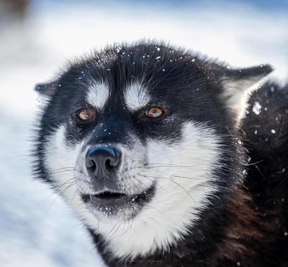 Old Pine Husky Sompujarvi