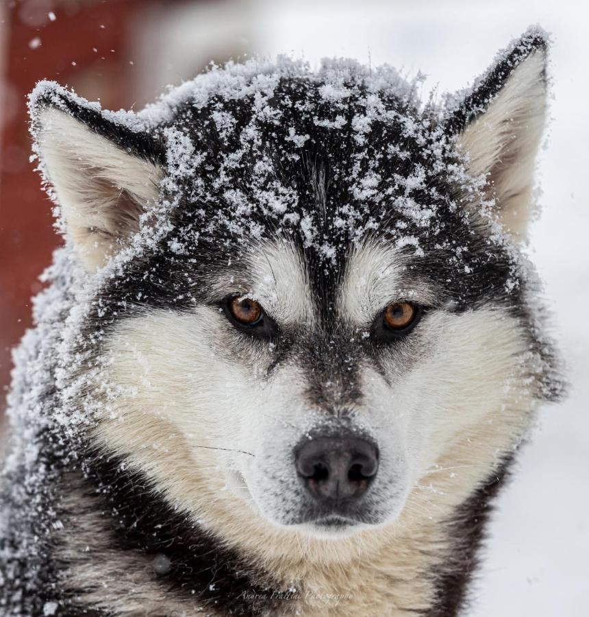 Resort Old Pine Husky *