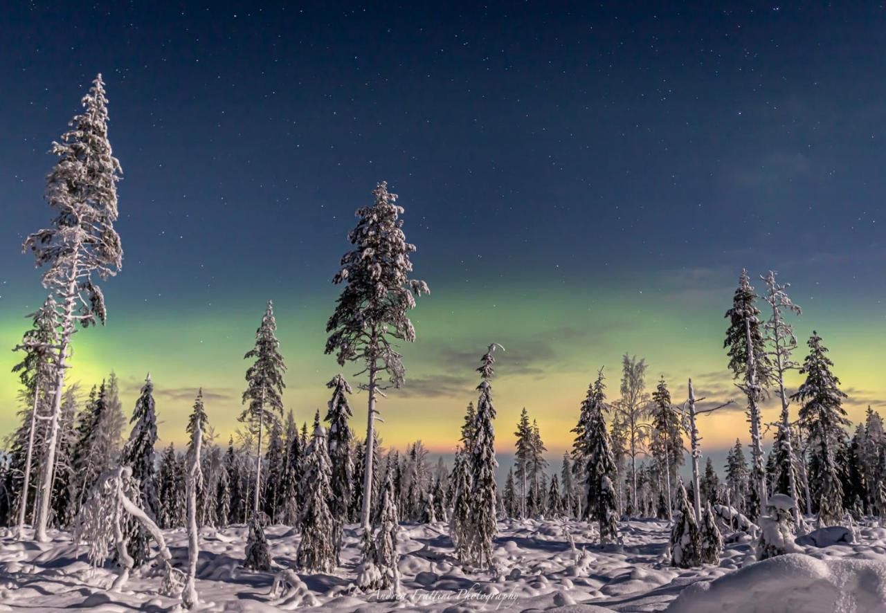 Old Pine Husky Resort