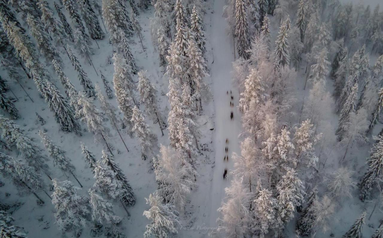 Resort Old Pine Husky