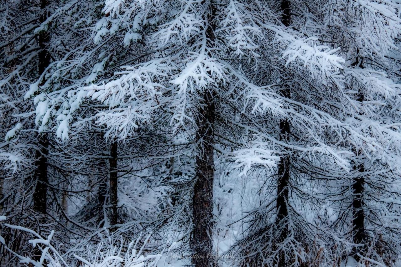 Old Pine Husky Resort