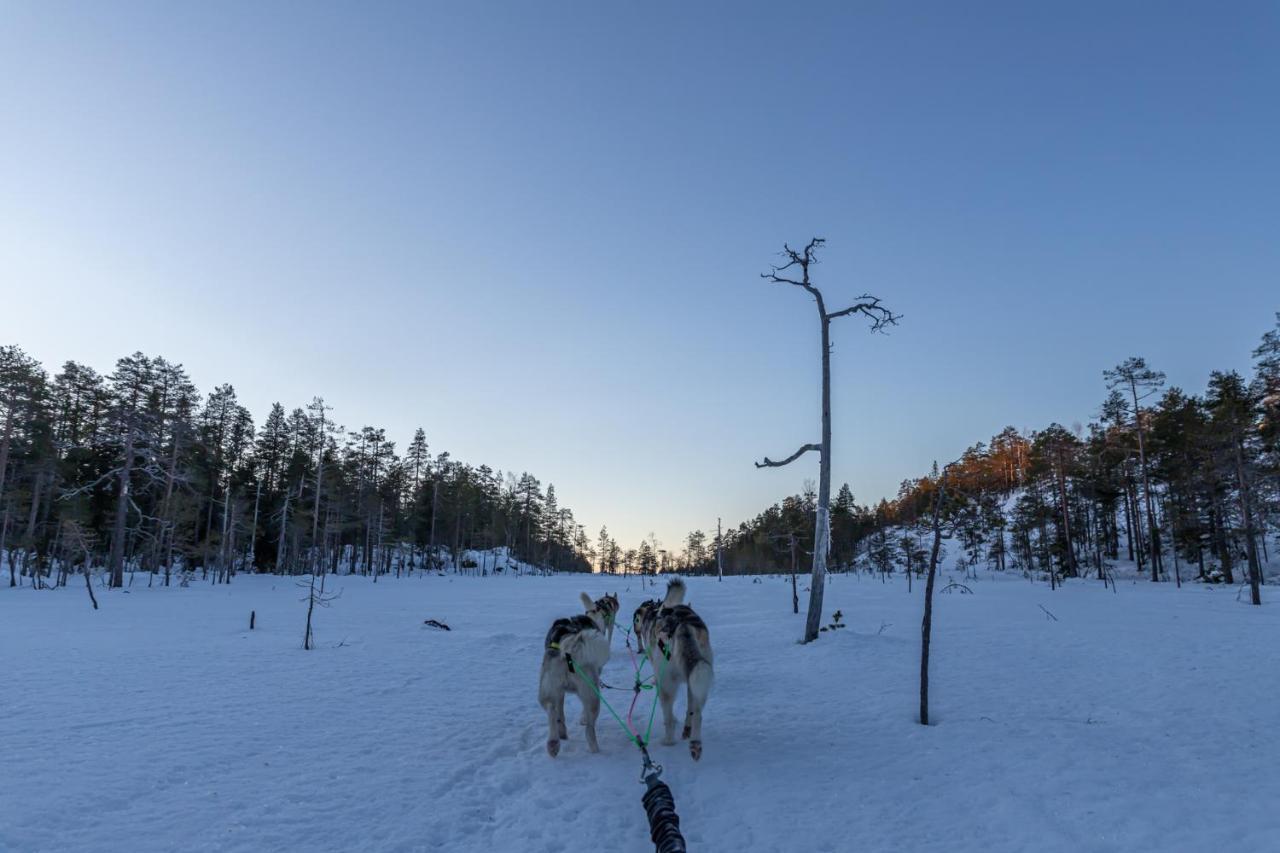Old Pine Husky Sompujarvi