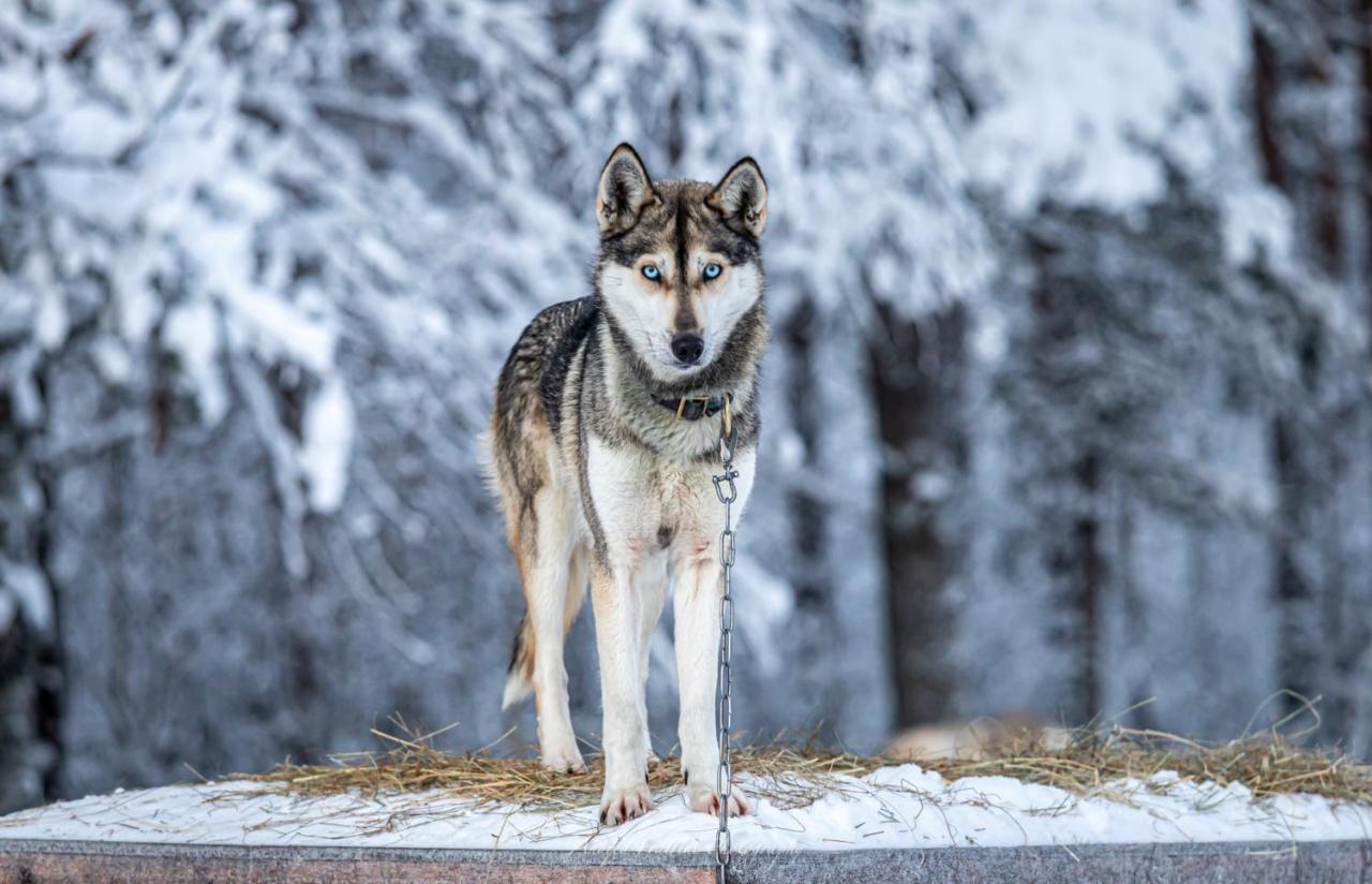 Resort Old Pine Husky Sompujarvi