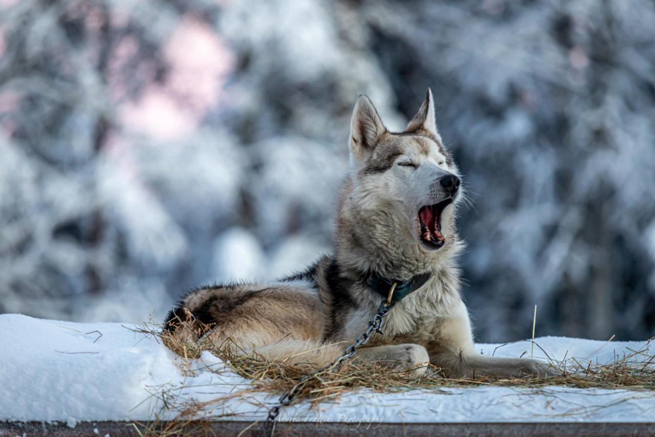 Old Pine Husky *