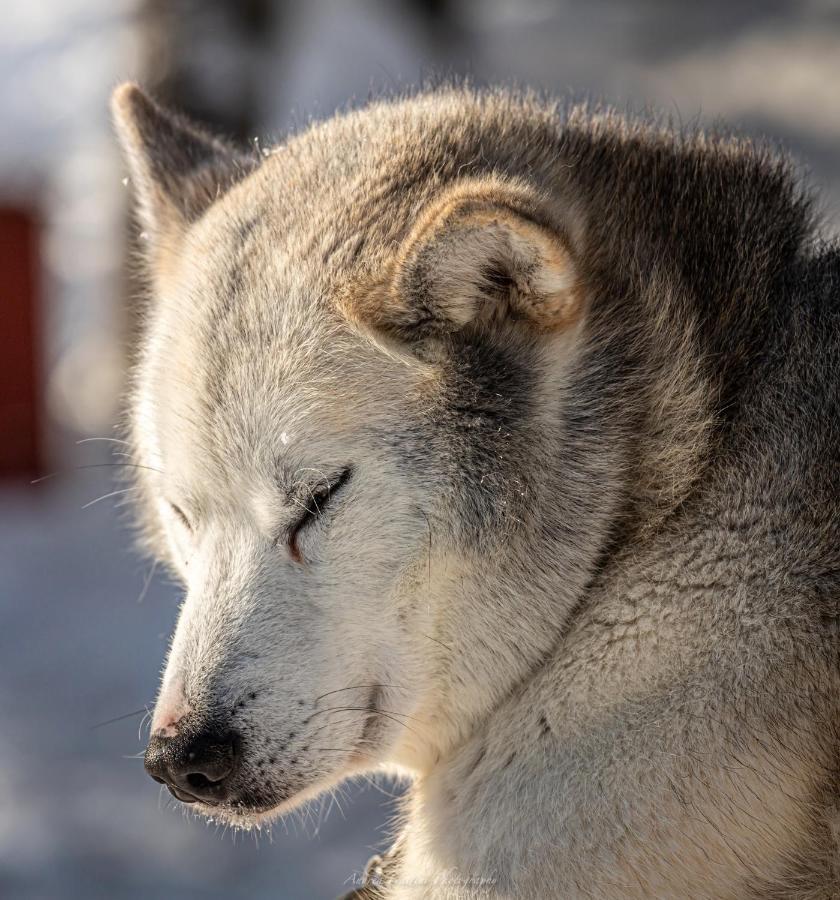 Resort Old Pine Husky Sompujarvi