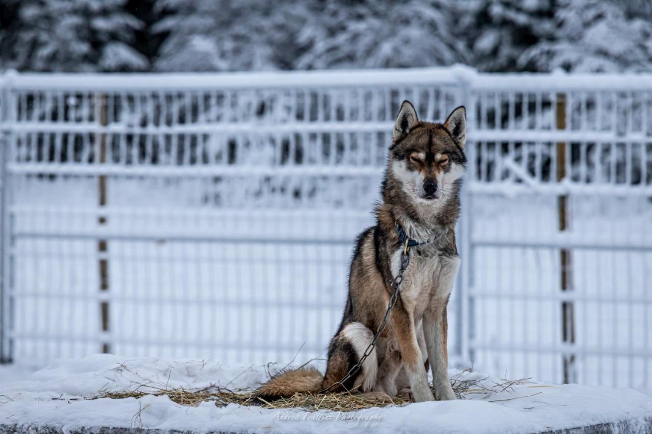 Old Pine Husky * Sompujarvi