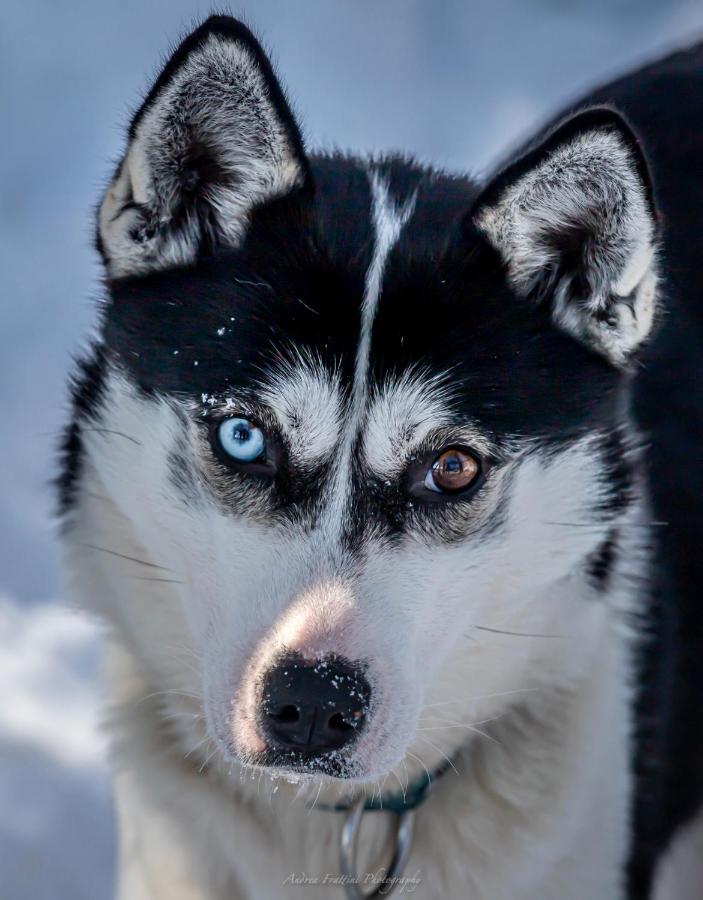 Old Pine Husky *
