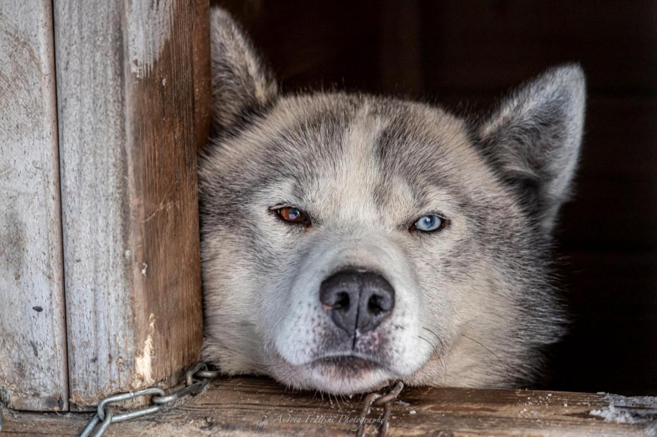 Old Pine Husky *