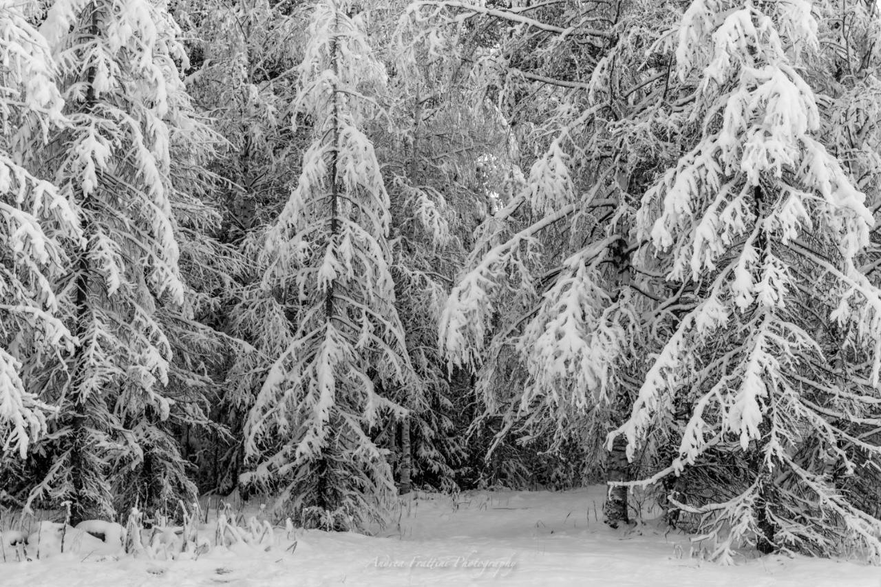 Resort Old Pine Husky