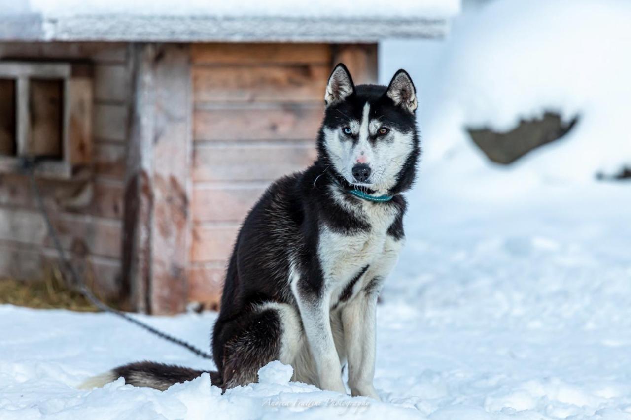 Old Pine Husky Sompujarvi