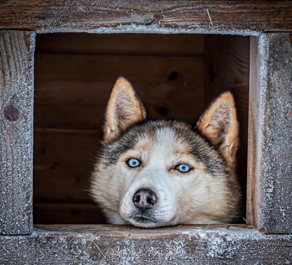 Old Pine Husky Resort