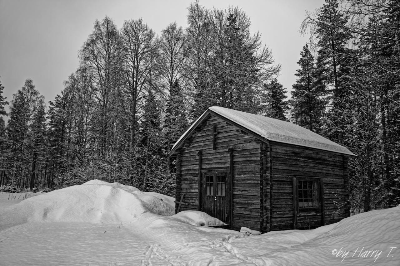 Resort Old Pine Husky *