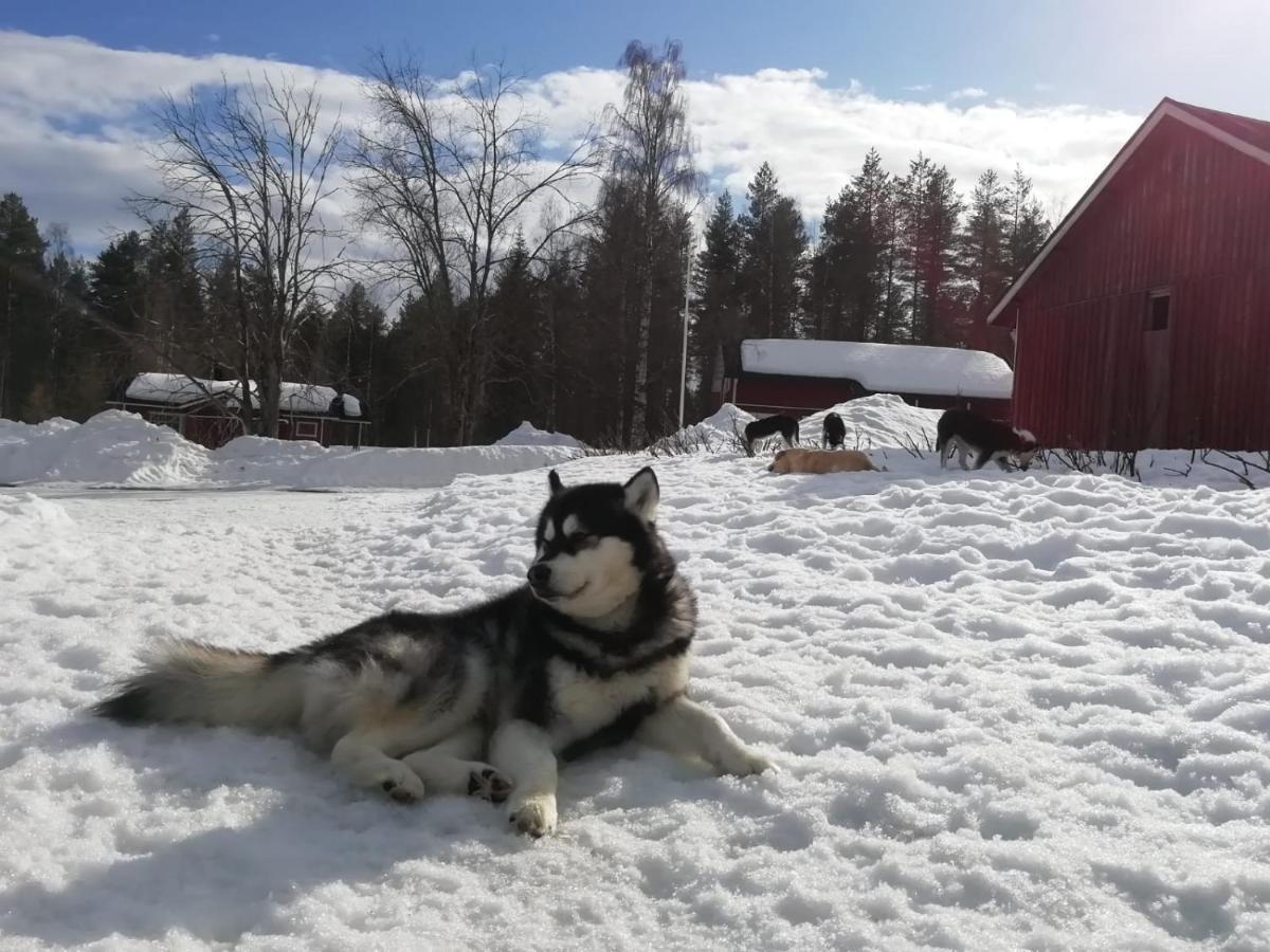 Old Pine Husky Resort *