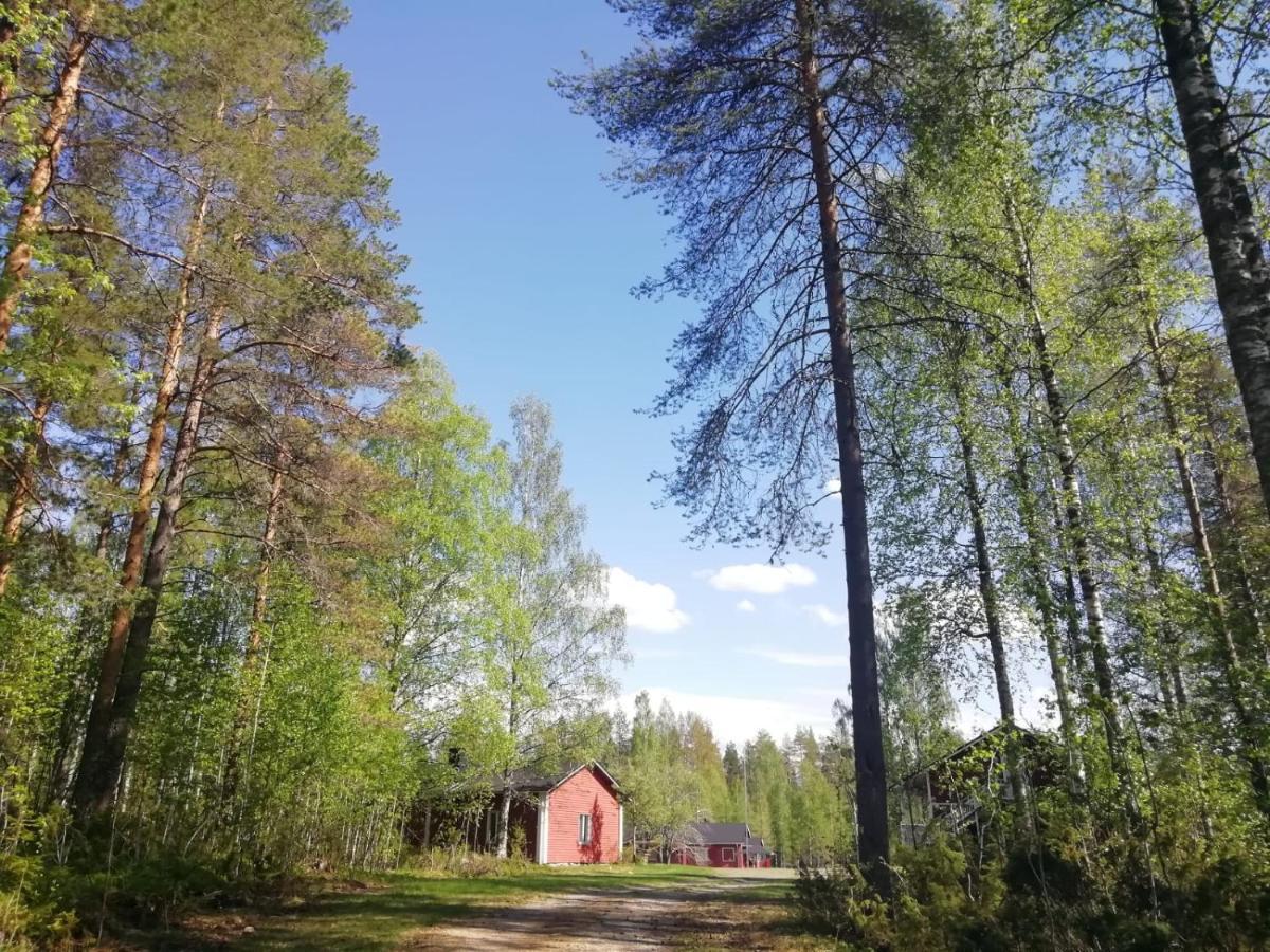 Resort Old Pine Husky