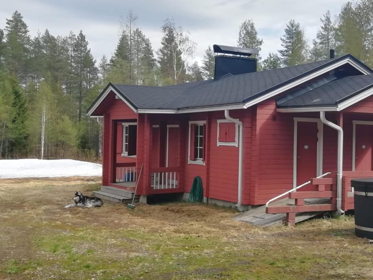 Old Pine Husky Sompujarvi
